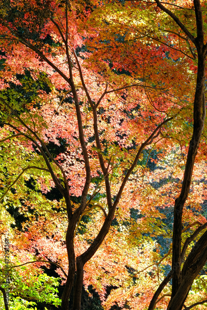 小江戸川越の喜多院の秋　紅葉が見ごろの風景
