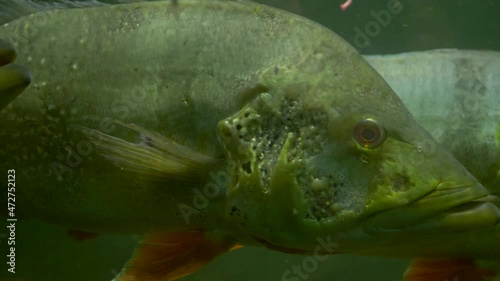 Underwater footage of a group of Orinoco peacock bass (Cichla orinocensis) swimming together. photo