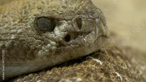Epic close-up of an Eastern diamondback rattlesnake (Crotalus adamanteus). photo