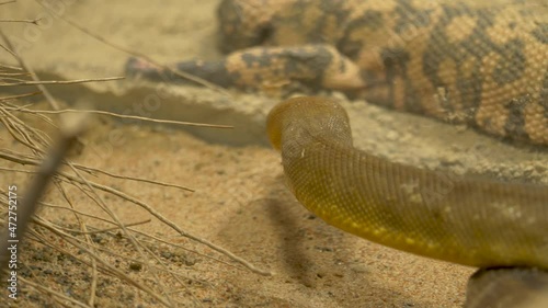 Close-up tracking shot of a moving woma python (Aspidites ramsayi). photo