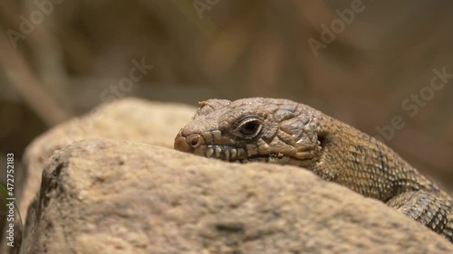 Close-up of a Cunningham's spiny-tailed skink (Egernia cunninghami) resting on a stone in a dry environment. photo