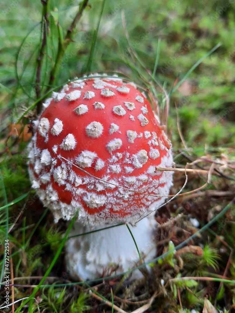 Fly agaric, forest mushrooms in a clearing. Fly agaric, forest mushrooms in a clearing.