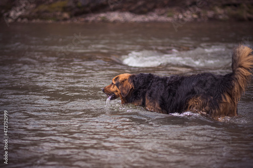 Crossbred dog in a river. Cute large black and brown doggy drinking water from a fast running stream. Selective focus on the animal, blurred background.