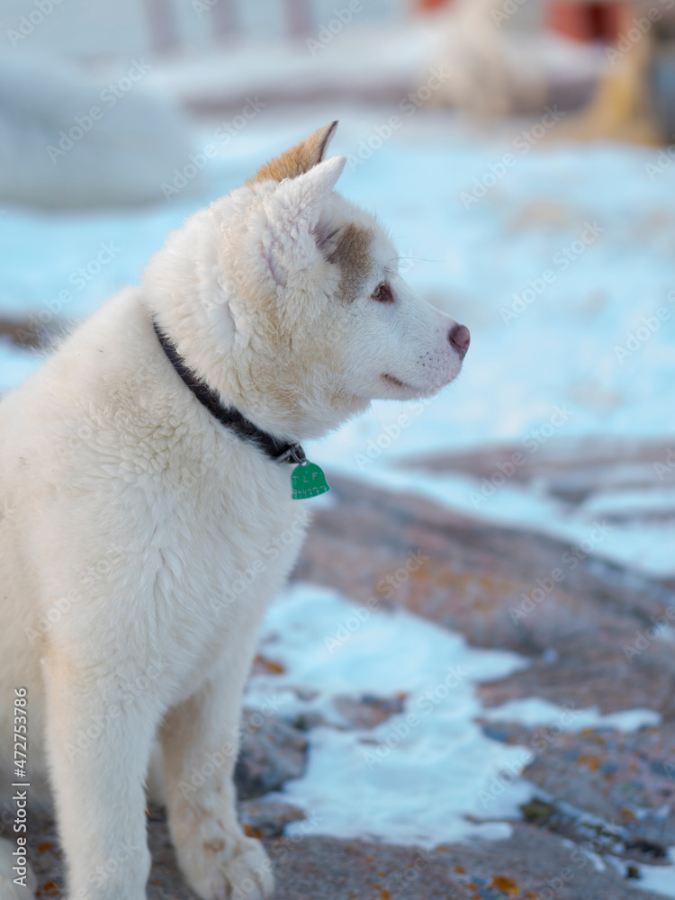 Sled dogs in town. Winter in Ilulissat on the shore of Disko Bay. Greenland, Denmark