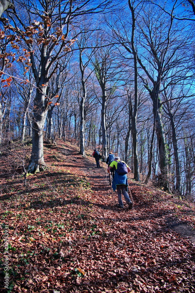 Group of senior people hiking through the forest in autumn Group of senior people hiking through the forest in autumn