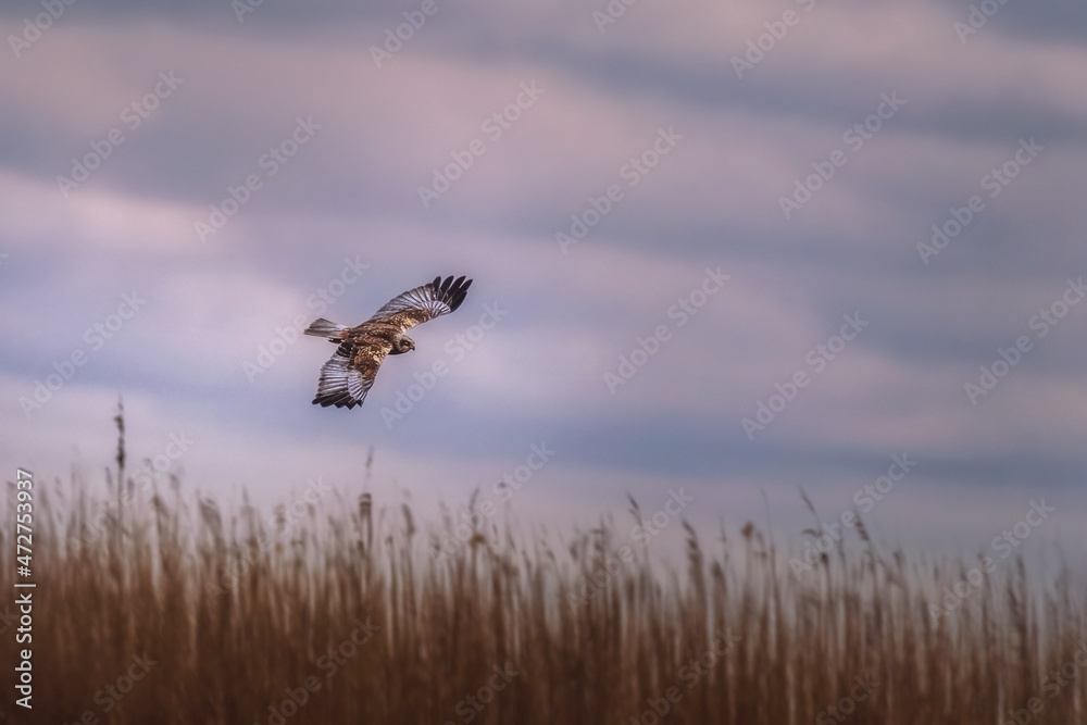 Western Marsh-harrier flies in their natural environment,Circus aeruginosus Western Marsh-harrier flies in their natural environment,Circus aeruginosus