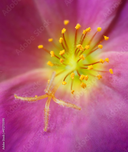 Portulaca flower or moss rose  native to Brazil  Argentina  Uruguay