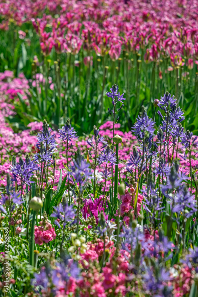 Spring flower garden