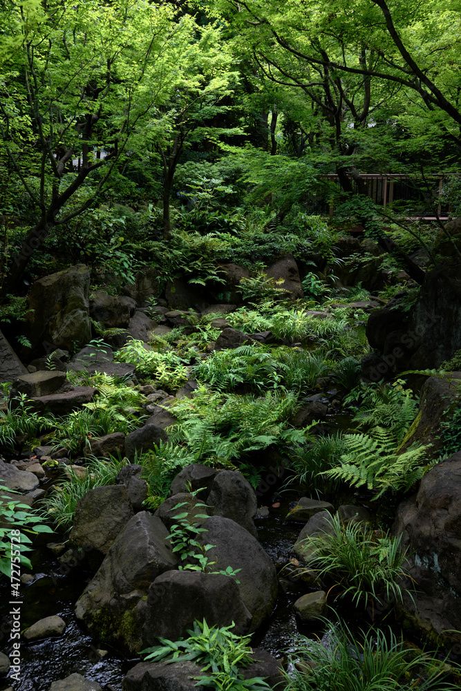 Fototapeta premium Forest