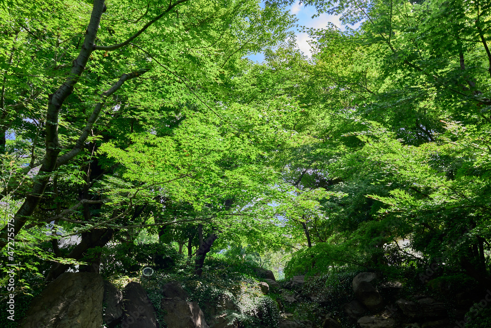 Forest