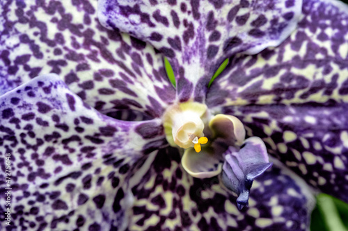 Fototapeta Naklejka Na Ścianę i Meble -  Moth Orchid