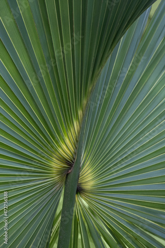 Cabbage Palm  Florida