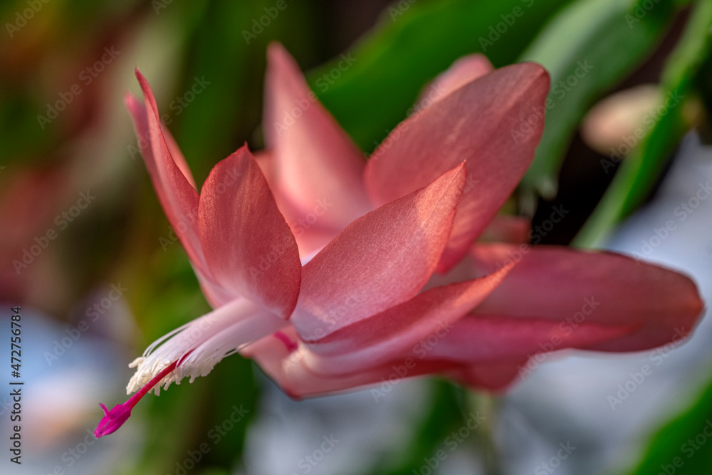 Thanksgiving Cactus