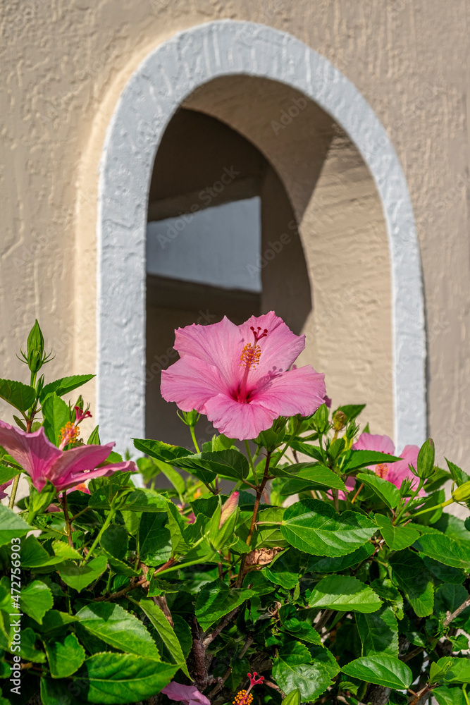 Pink Hibiscus and stucco archway