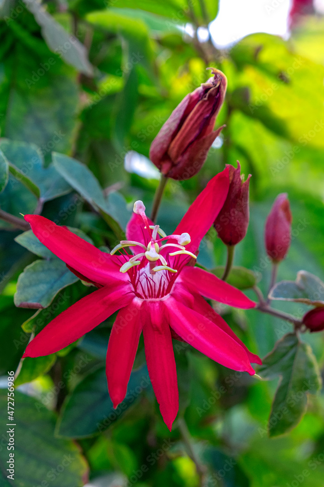 Red Passionflower Red Passionflower