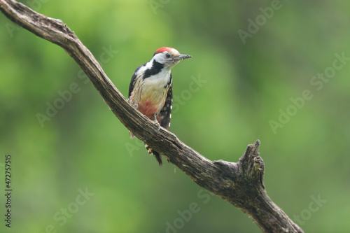 Middle spotted Woodpecker Dendrocopos medius climbing on dead trunk