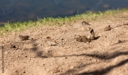flock of sparrows
