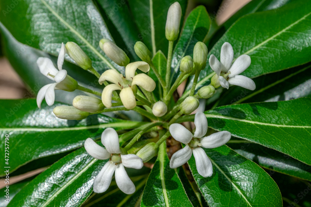 Obraz premium Mock orange shrub