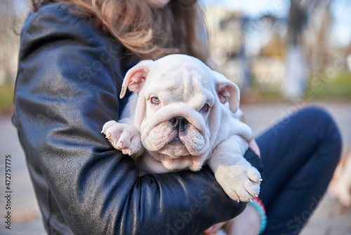 Portrait of an english bulldog puppy close up