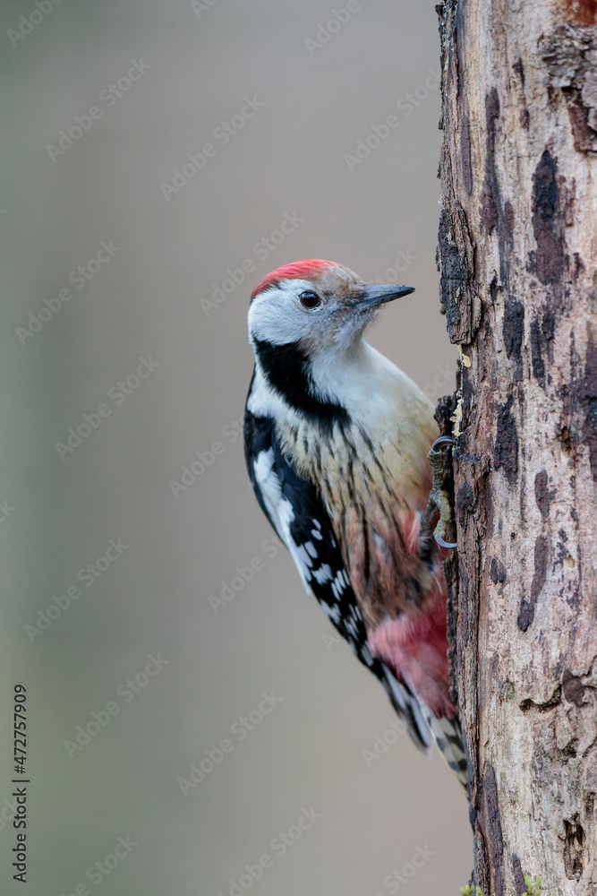 Middle spotted Woodpecker Dendrocopos medius climbing on dead trunk