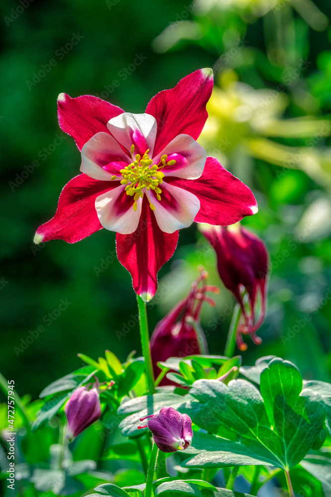 Obraz premium Sierra columbine