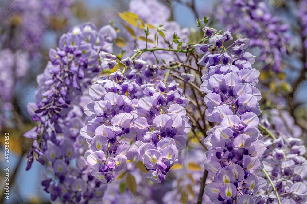 Wisteria sinensis Wisteria sinensis