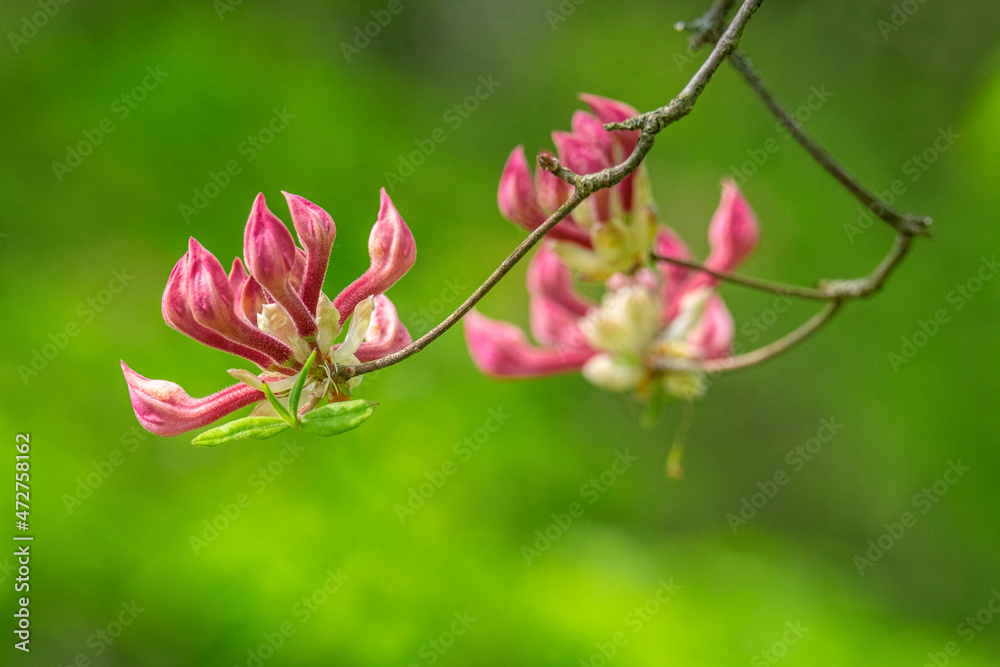 Obraz premium Coast Azalea