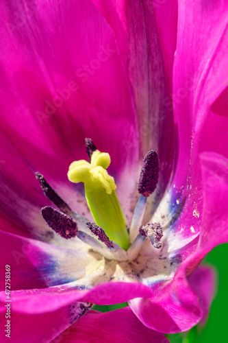 Tulip detail