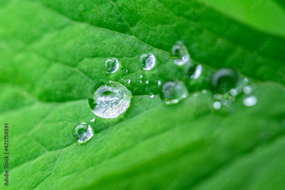 Water droplets on leaf