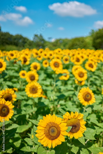 Sunflower Field in Nagai Park                  