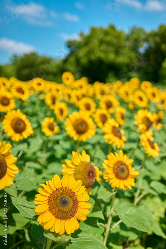 Sunflower Field in Nagai Park                  
