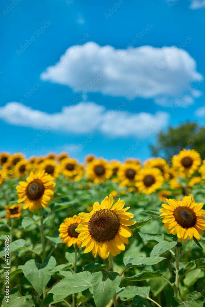 Sunflower Field in Nagai Park(長居公園) Sunflower Field in Nagai Park(長居公園)
