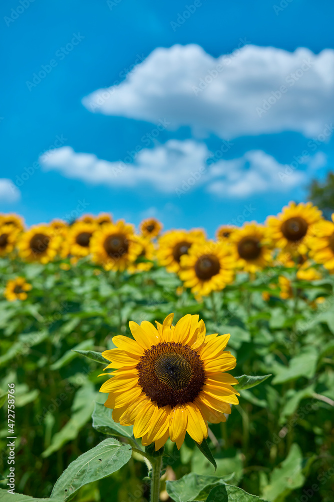 Sunflower Field in Nagai Park（長居公園）