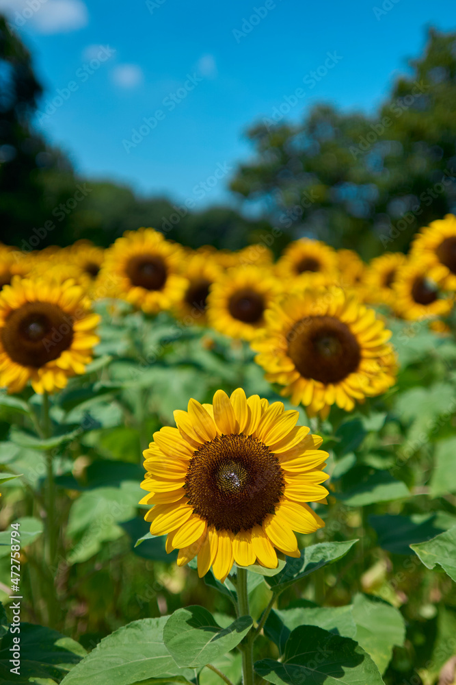 Sunflower Field in Nagai Park(長居公園) Sunflower Field in Nagai Park(長居公園)