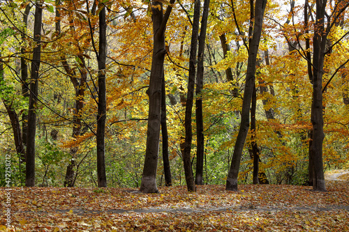bright colorful autumn trees © bluraz