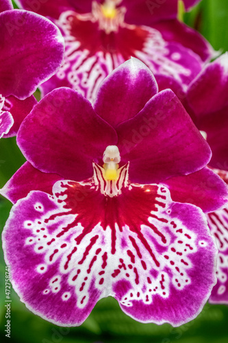 Miltoniopsis Orchid