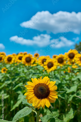 Fototapeta Naklejka Na Ścianę i Meble -  Sunflower Field in Nagai Park（長居公園）