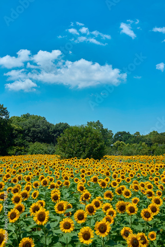 Sunflower Field in Nagai Park                  