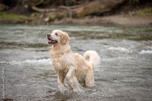 Active dog jumping in water. Cute and playful Golden Retriever with friendly smile splashing in cold river water. Selective focus on the animal, blurred background. © juste.dcv