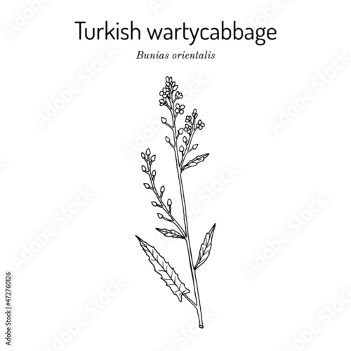 Turkish wartycabbage Bunias orientalis , medicinal plant