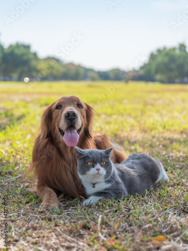 Photography British Shorthair and Golden Retriever lying on the grass