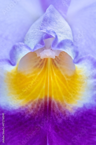 Fototapeta Naklejka Na Ścianę i Meble -  Cattleya orchid