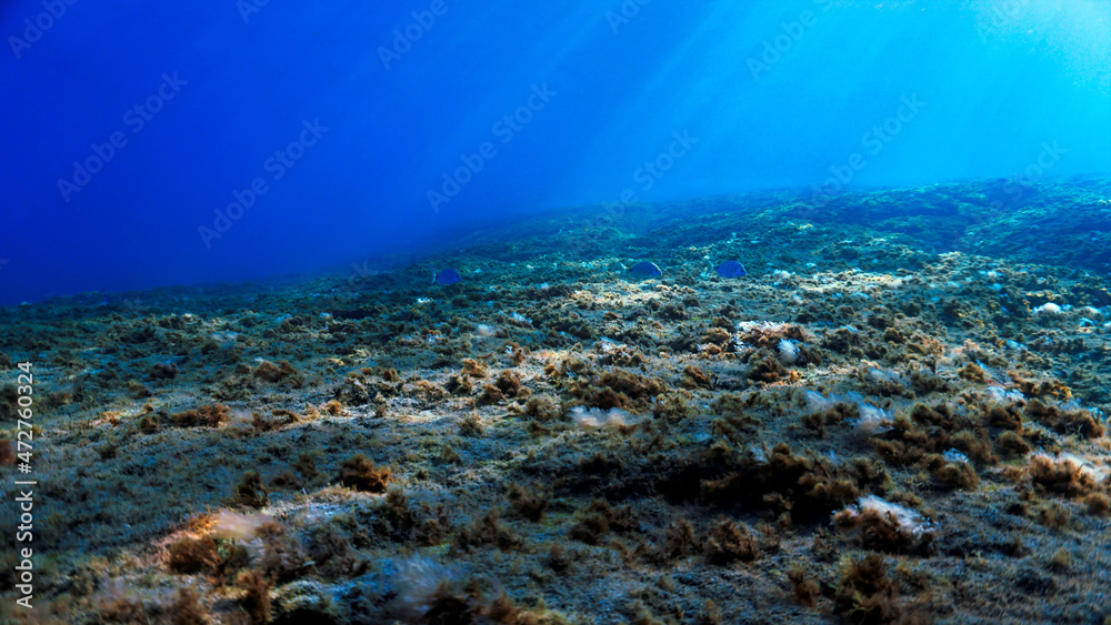 Underwater landscape and scenery in rays of light