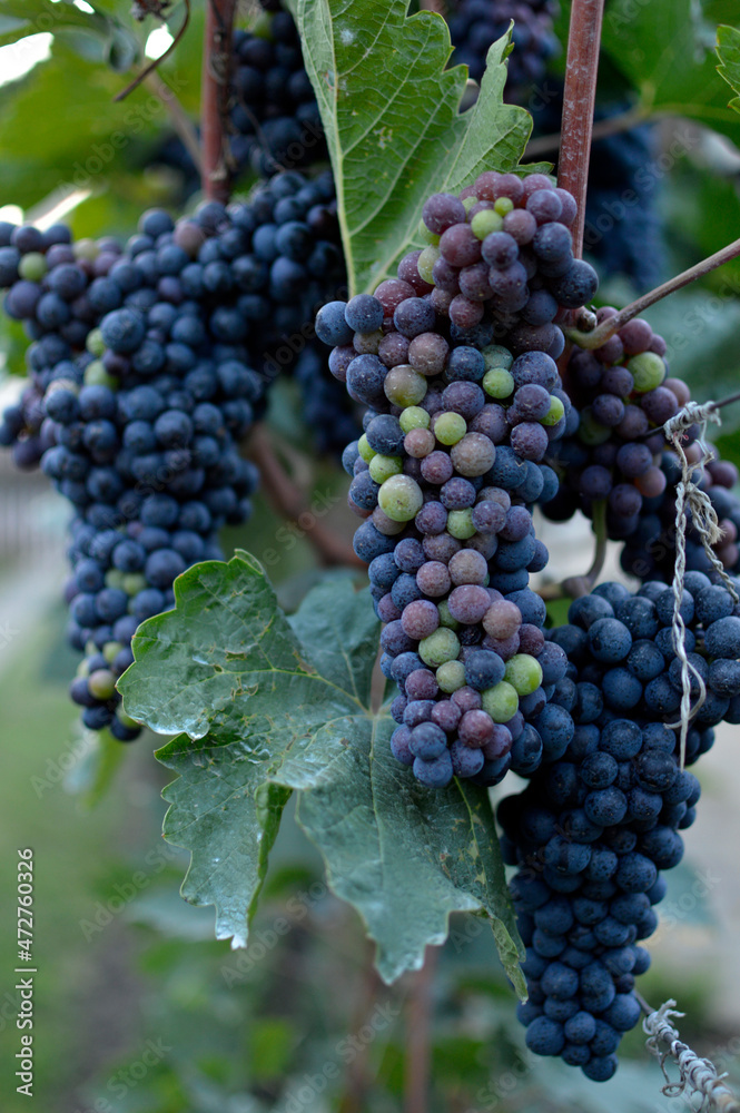 ripe grapes in vineyard close up