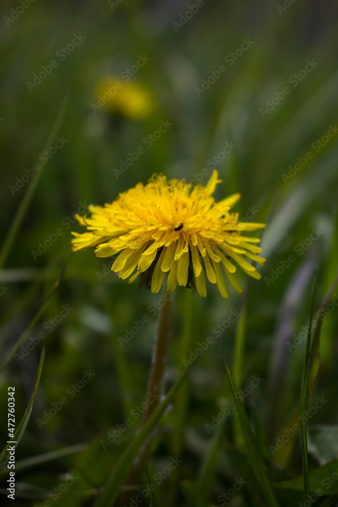 Dandelion (Taraxacum) in the grass. In sunny weather. Background Dandelion (Taraxacum) in the grass. In sunny weather. Background