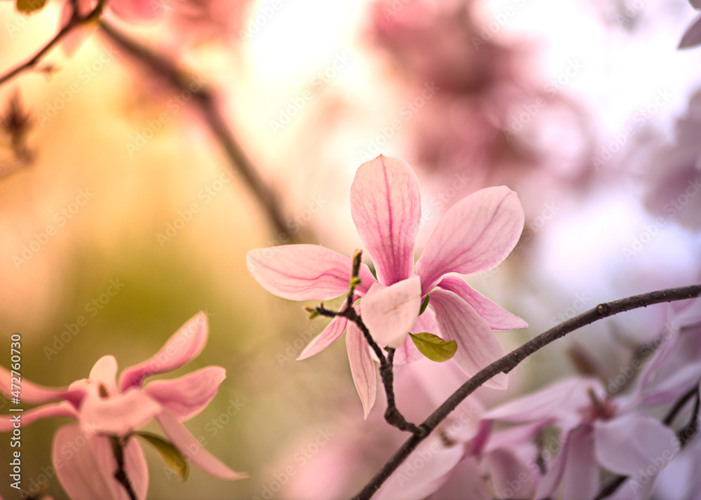 Fototapeta premium Magnolias in morning light in Comstock Park, Michigan