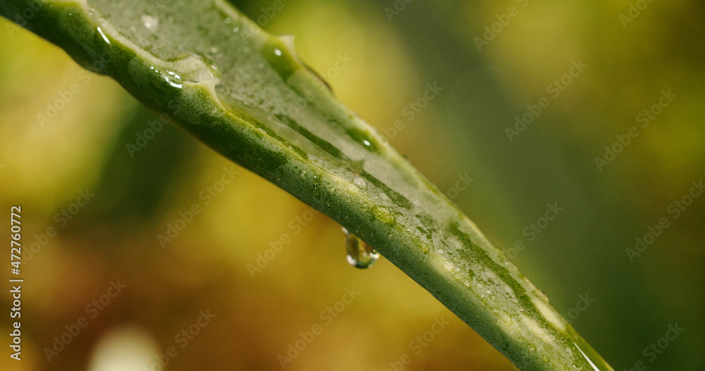 Obraz premium Aloe vera