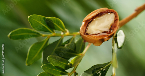 Argan tree nuts oil
