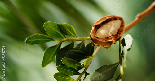 Argan tree nuts oil
