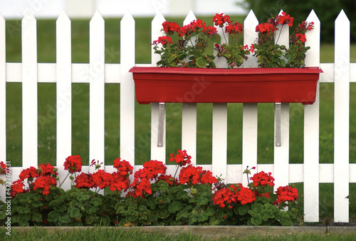 Εκτύπωση καμβά Geraniums in flowerbox on white picket fence.